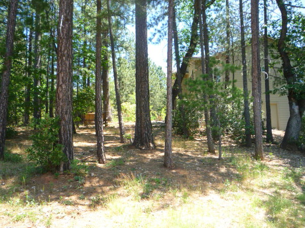 Foresthill 2009 vacation 037