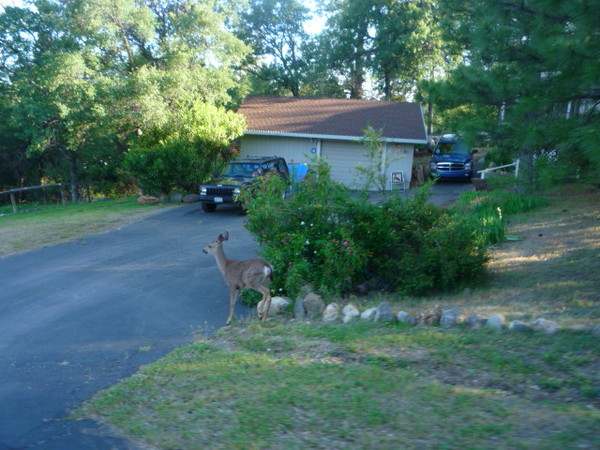 Foresthill 2009 vacation 085