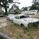 Lost in the weeds across the street from the shop is this roadrunner.