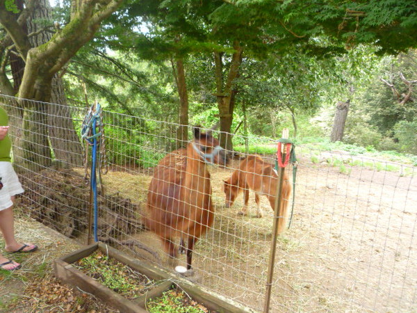 Most people have cats and dogs. This B&B has lamas, and a minature horse.