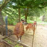 Most people have cats and dogs. This B&B has lamas, and a minature horse.