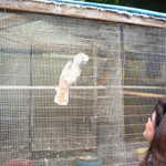 Oh yes and a Cockatoo.