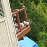 Now there you go, it all total seven little dogs staring at us.