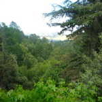 Point Reyes Station weekend. 2009 060