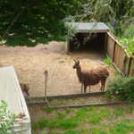 Point Reyes Station weekend. 2009 065