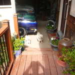 There are more dogs here than people!