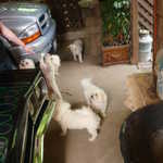 Point Reyes Station weekend. 2009 070