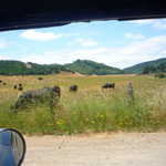 Cows in Petaluma??? Who would have thunk??