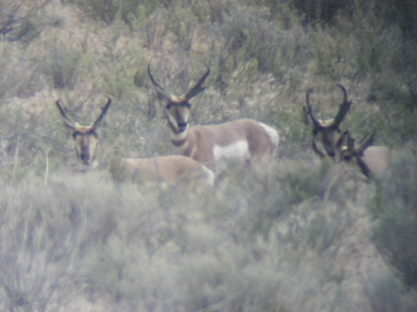 These are  photos and some scouting pictures Mike took of my antelope before the season.