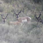 These are  photos and some scouting pictures Mike took of my antelope before the season.