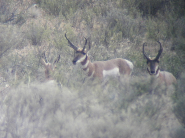 They were taken through the lens of a spotting scope.
