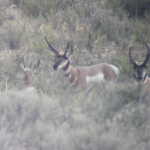 They were taken through the lens of a spotting scope.