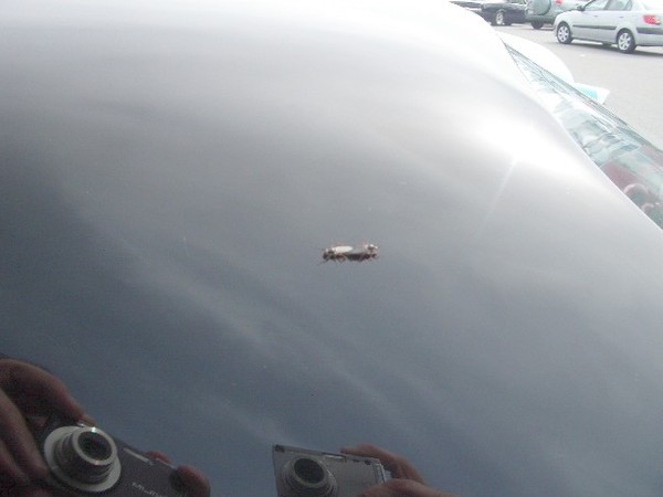 Great, two flys are having gay sex on my car's roof. Yes we are still in San Francisco to answer your question.
