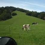 2010 Marin Cheese Factory Cruise. 039