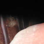 DSCN6163