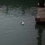 DUCK!!!!!!!!!!
