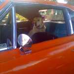 Jax the dog come along too!