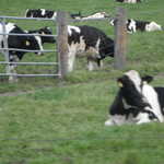 MPM Cheese Factory Cruise 2011 036