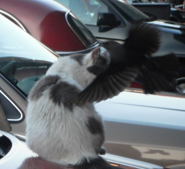 The birds attack the cats in this city.