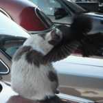 The birds attack the cats in this city.