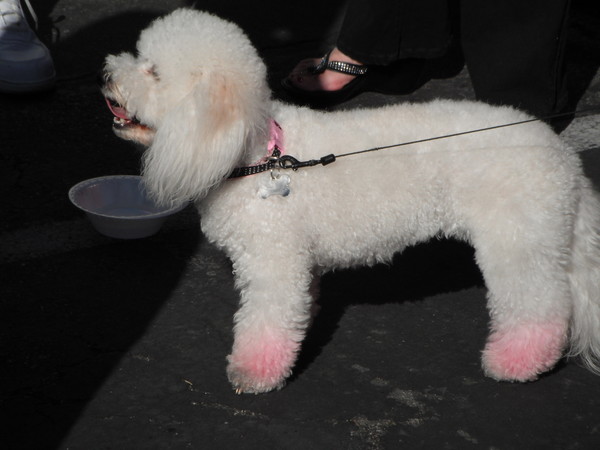 Pink feet???  Is this one of those dogs that filps over when you turn it on?