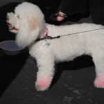 Pink feet???  Is this one of those dogs that filps over when you turn it on?
