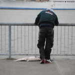 Vallejo waterfront show 2011 010