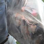One bag of dead mice is donated for dinner...............ahhhh thanks but no thanks!