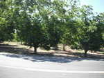 Just waiting for a 70 yellow dodge charger to come flying out that grove of trees!