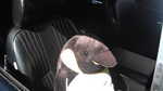The Moparts penguin got a tan today.