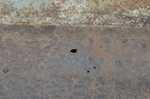 rust1