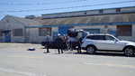 Photo shoot roadrunner 2014 036