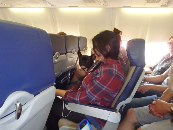 Nicest passenger on the plane was this little dog!