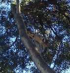 3rd annual Treasure Island meet up 2015 038