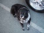 Roxie the wonder dog!!!