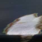 IMG 0221